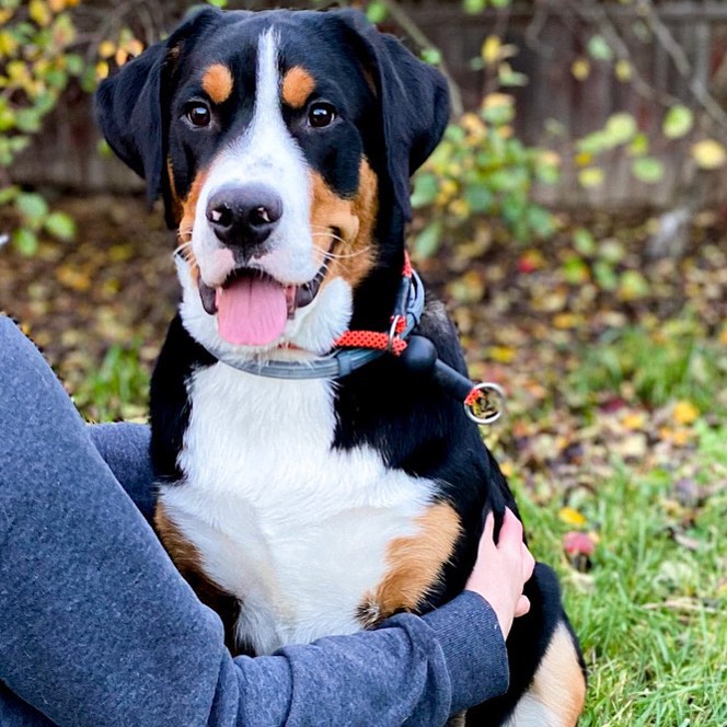15 Amazing Facts About Entlebucher Mountain Dogs You Probably Never Knew 11