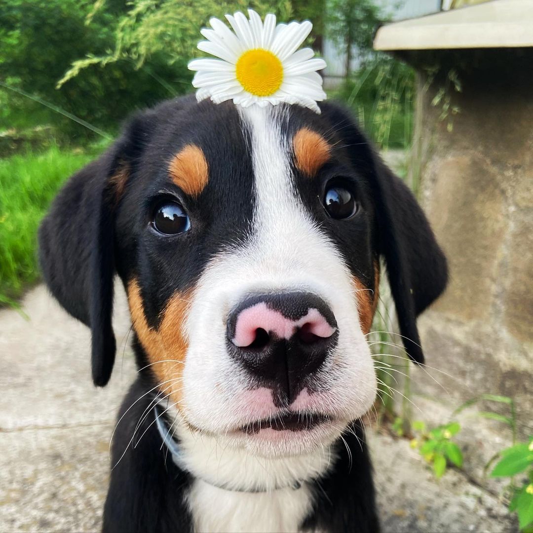 15 Amazing Facts About Entlebucher Mountain Dogs You Probably Never Knew 7 15 Amazing Facts About Entlebucher Mountain Dogs You Probably Never Knew 7