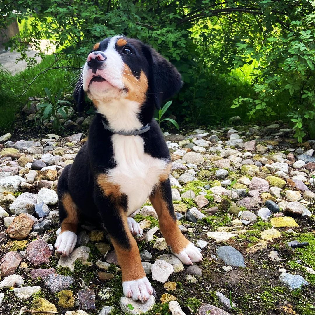 15 Amazing Facts About Entlebucher Mountain Dogs You Probably Never Knew 8 15 Amazing Facts About Entlebucher Mountain Dogs You Probably Never Knew 8