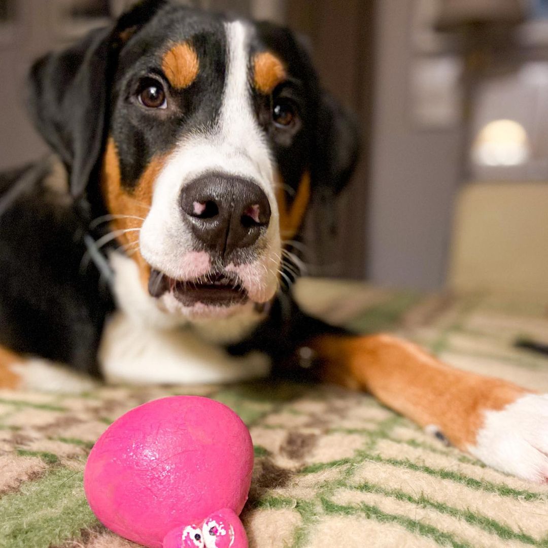 16 Cool Facts About Entlebucher Mountain Dogs 10