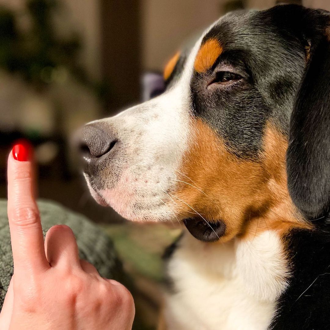 16 Cool Facts About Entlebucher Mountain Dogs 11
