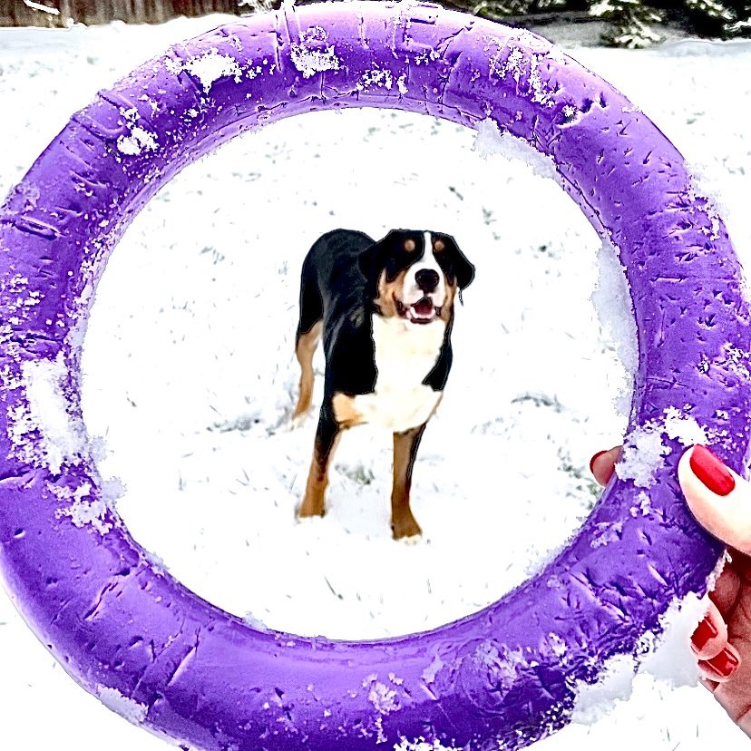 16 Cool Facts About Entlebucher Mountain Dogs 5 16 Cool Facts About Entlebucher Mountain Dogs 5