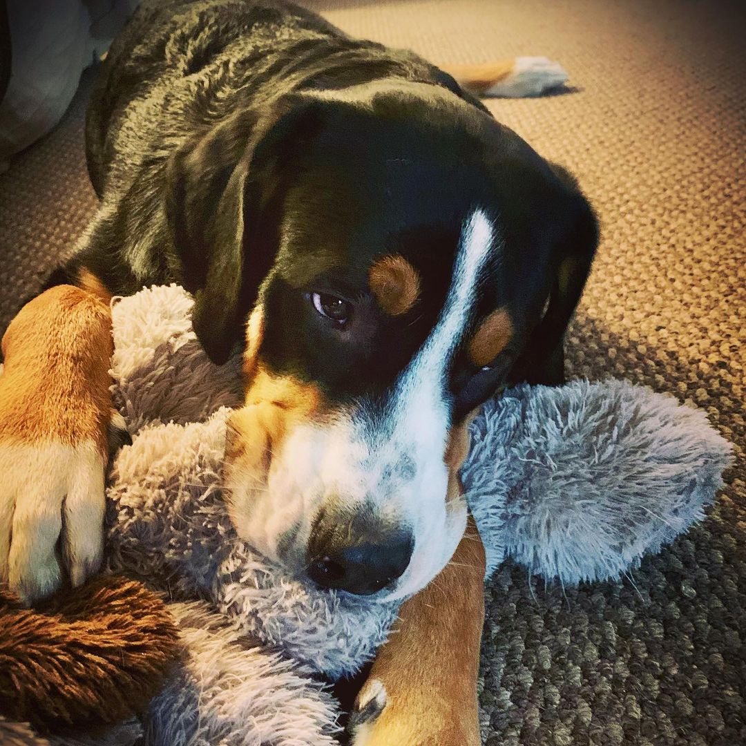 15 Interesting Facts About Entlebucher Mountain Dogs 10