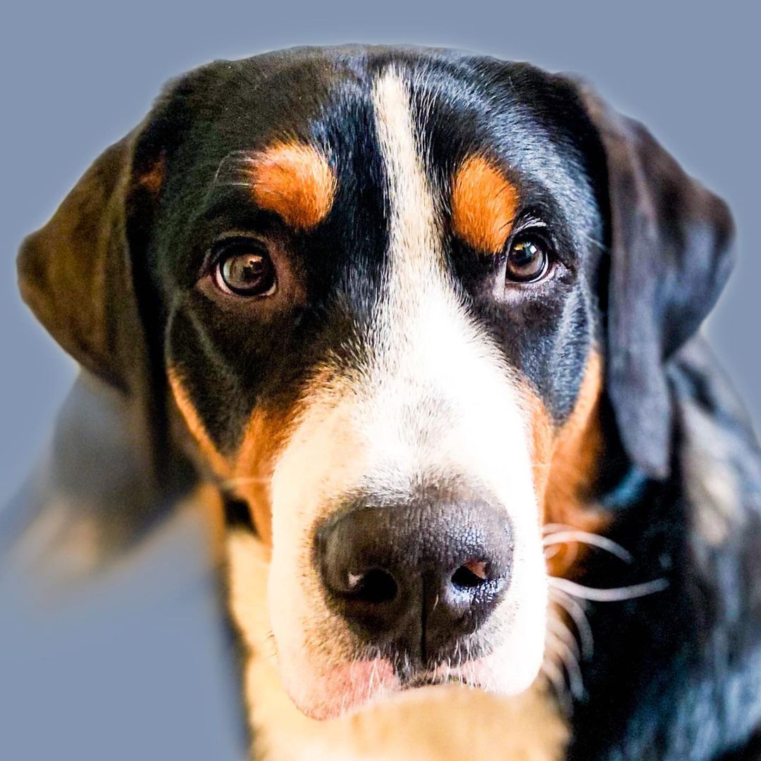 15 Interesting Facts About Entlebucher Mountain Dogs 11