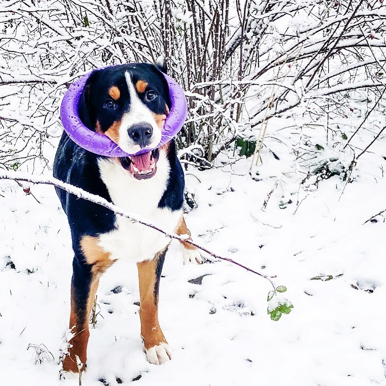 15 Interesting Facts About Entlebucher Mountain Dogs 9