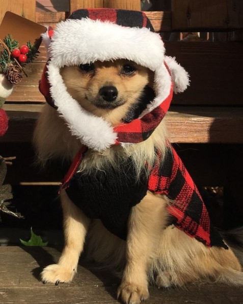 16 Pictures That Prove Pomeranians Are Perfect Weirdos 9 16 Pictures That Prove Pomeranians Are Perfect Weirdos 9