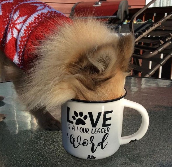 16 Pictures That Prove Pomeranians Are Perfect Weirdos 10 16 Pictures That Prove Pomeranians Are Perfect Weirdos 10