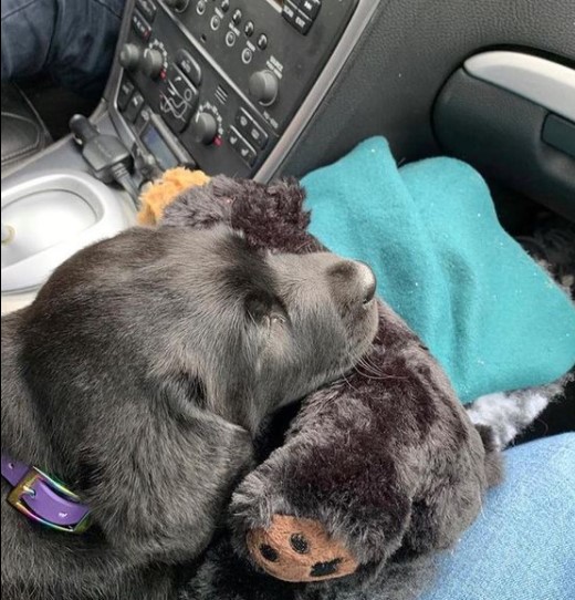 15 Pictures That Prove Labrador Retrievers Are Perfect Weirdos 9 15 Pictures That Prove Labrador Retrievers Are Perfect Weirdos 9