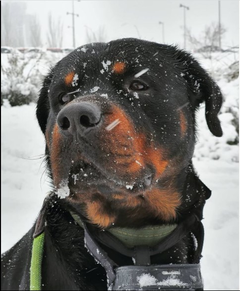 15 Pictures That Prove Rottweilers Are Perfect Weirdos 9 15 Pictures That Prove Rottweilers Are Perfect Weirdos 9