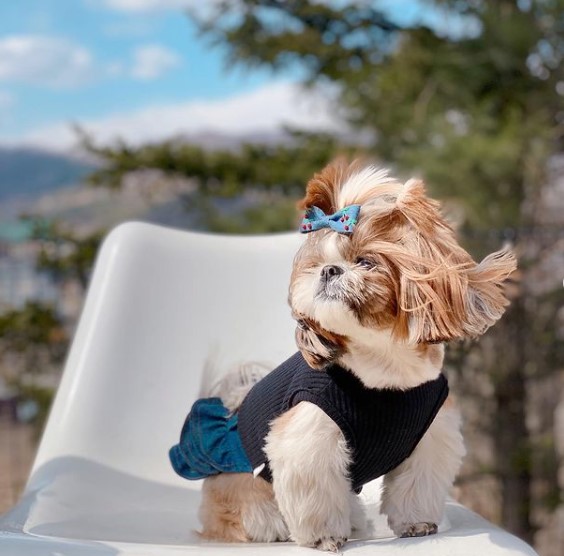 15 Pictures That Prove Shih Tzu Are Perfect Weirdos 9