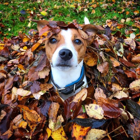 16 Pictures That Prove Jack Russells Are Perfect Weirdos 9