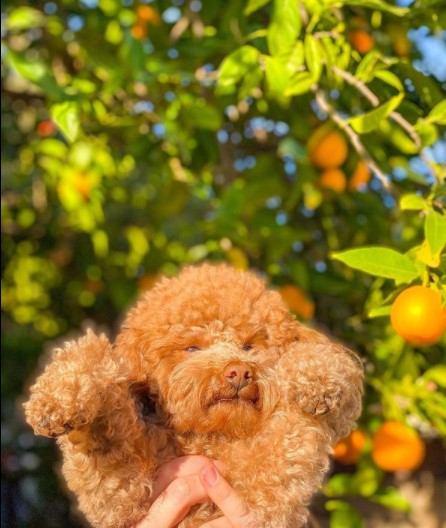 15 Pictures That Prove Goldendoodles Are Perfect Weirdos 11
