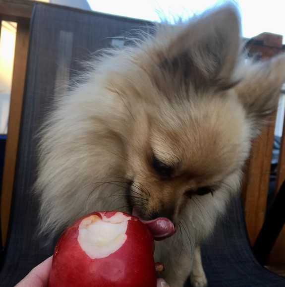 16 Pictures That Prove Pomeranians Are Perfect Weirdos 11