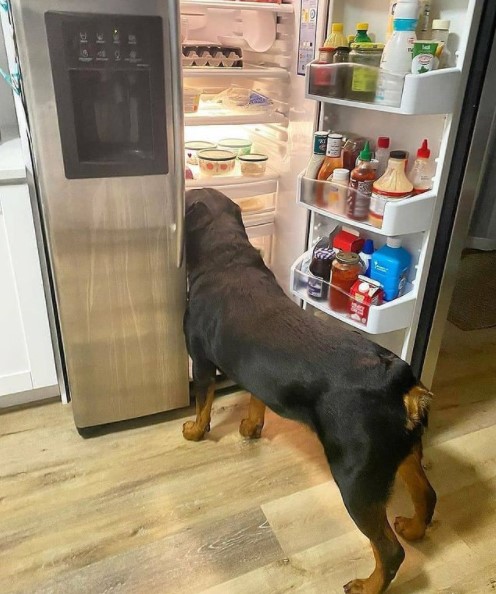 15 Pictures That Prove Rottweilers Are Perfect Weirdos 11