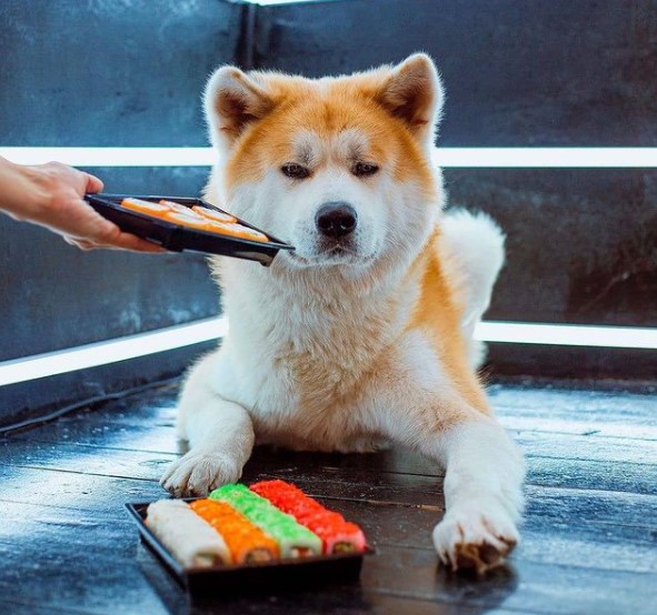 16 Pictures That Prove Akitas Are Perfect Weirdos 10