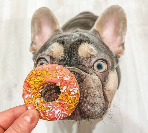 16 Pictures That Prove French Bulldogs Are Perfect Weirdos 10