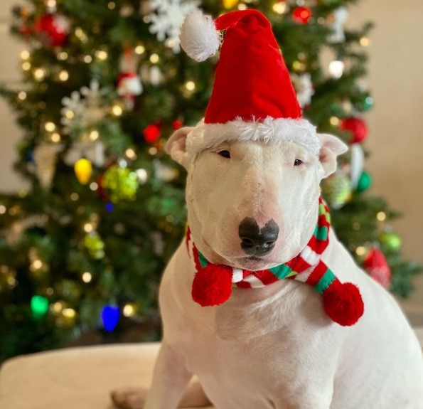 15 Pictures That Prove Bull Terriers Are Perfect Weirdos 10