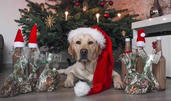 15 Pictures That Prove Labrador Retrievers Are Perfect Weirdos 9