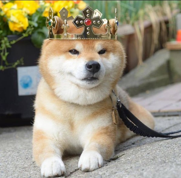 16 Pictures That Prove Akitas Are Perfect Weirdos 11