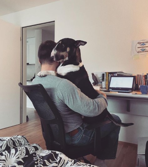 15 Pictures That Prove Bull Terriers Are Perfect Weirdos 11