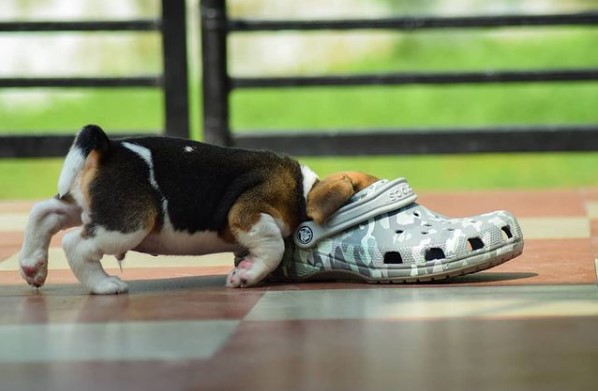 15 Pictures That Prove Beagles Are Perfect Weirdos 10 15 Pictures That Prove Beagles Are Perfect Weirdos 10