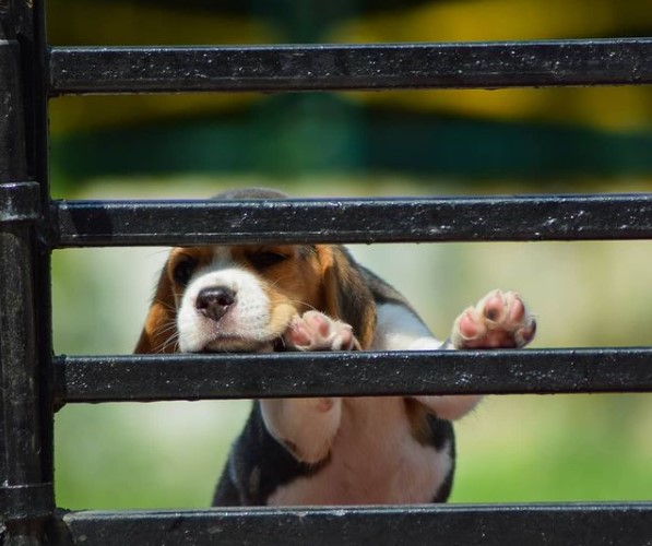 15 Pictures That Prove Beagles Are Perfect Weirdos 11 15 Pictures That Prove Beagles Are Perfect Weirdos 11