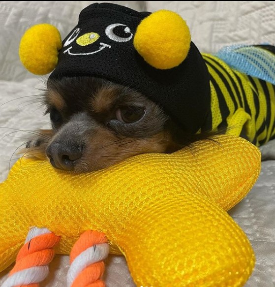 15 Pictures That Prove Chihuahuas Are Perfect Weirdos 11