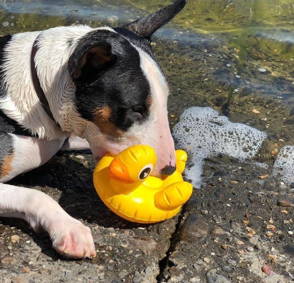15 Pictures That Prove Bull Terriers Are Perfect Weirdos 9