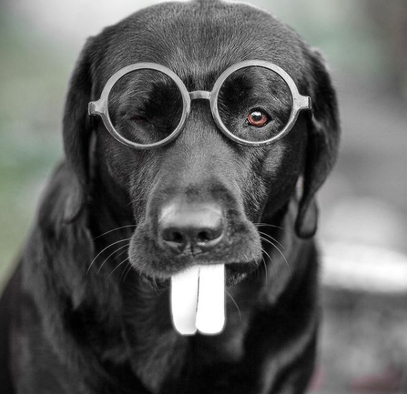 15 Pictures That Prove Labrador Retrievers Are Perfect Weirdos 10
