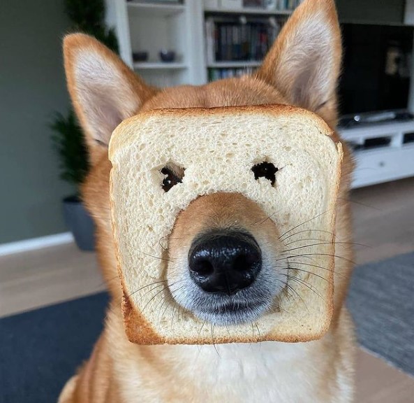 16 Pictures That Prove Akitas Are Perfect Weirdos 9