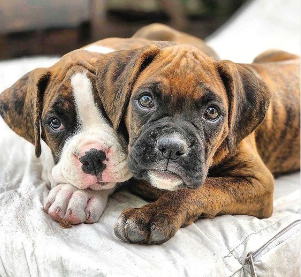 16 Pictures That Prove Boxers Are Perfect Weirdos 9