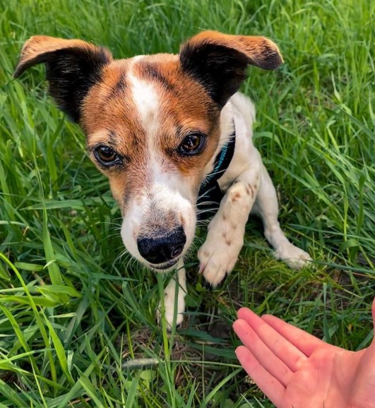 16 Pictures That Prove Jack Russells Are Perfect Weirdos 11