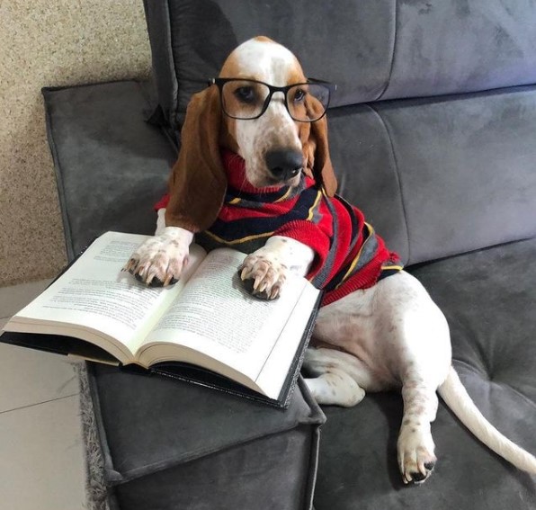 15 Pictures That Prove Basset Hounds Are Perfect Weirdos 10
