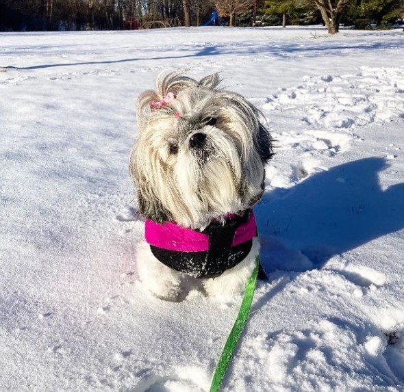 15 Pictures That Prove Shih Tzu Are Perfect Weirdos 11