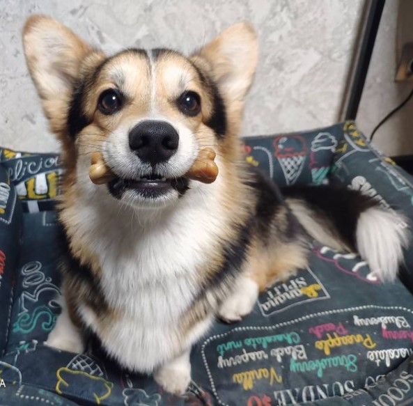 15 Pictures That Prove Corgis Are Perfect Weirdos 10