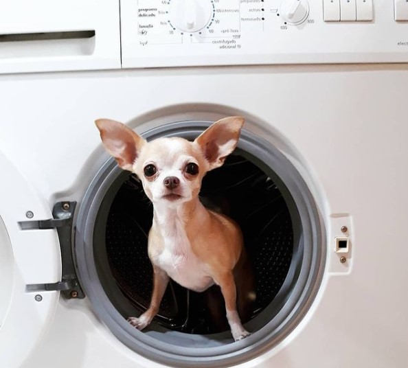 15 Pictures That Prove Chihuahuas Are Perfect Weirdos 9