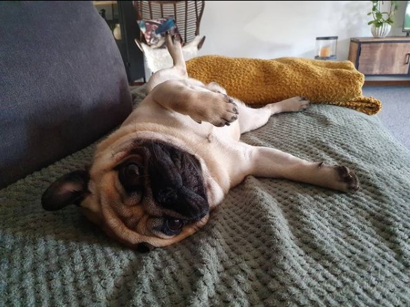 15 Pictures That Prove Pugs Are Perfect Weirdos 11