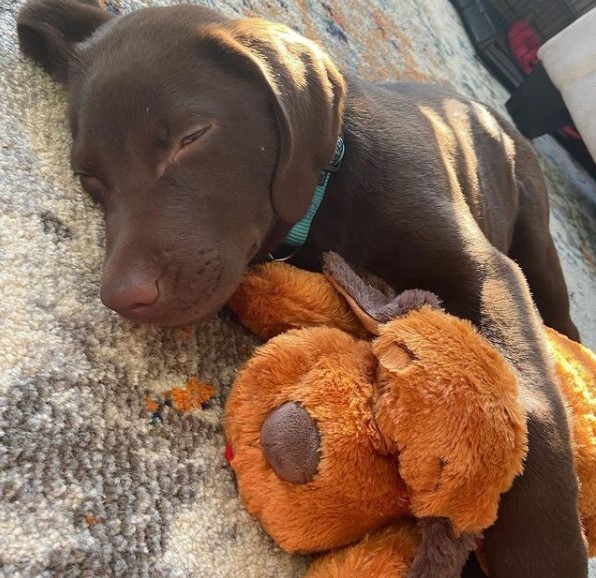 15 Pictures That Prove Labrador Retrievers Are Perfect Weirdos 11