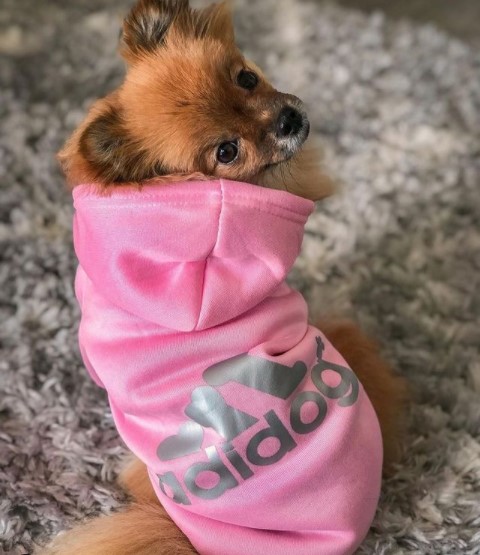 16 Pictures That Prove Pomeranians Are Perfect Weirdos 10 16 Pictures That Prove Pomeranians Are Perfect Weirdos 10