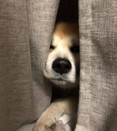 16 Pictures That Prove Akitas Are Perfect Weirdos 10