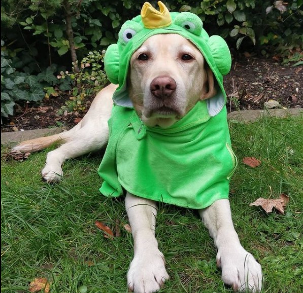 15 Pictures That Prove Labrador Retrievers Are Perfect Weirdos 9