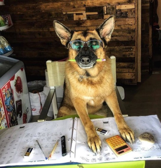 16 Pictures That Prove German Shepherds Are Perfect Weirdos 9