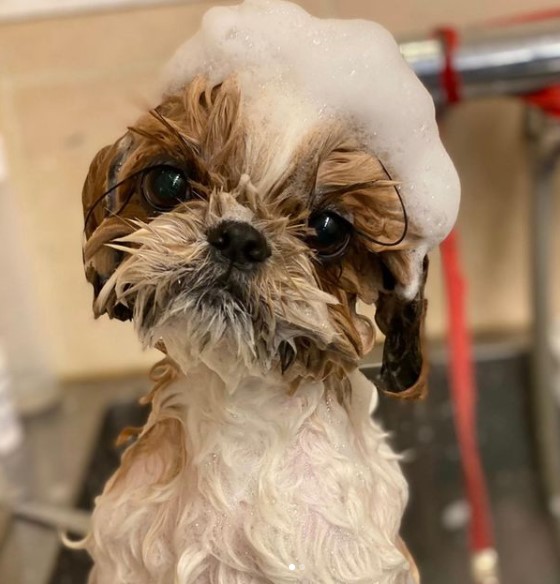 15 Pictures That Prove Shih Tzu Are Perfect Weirdos 9