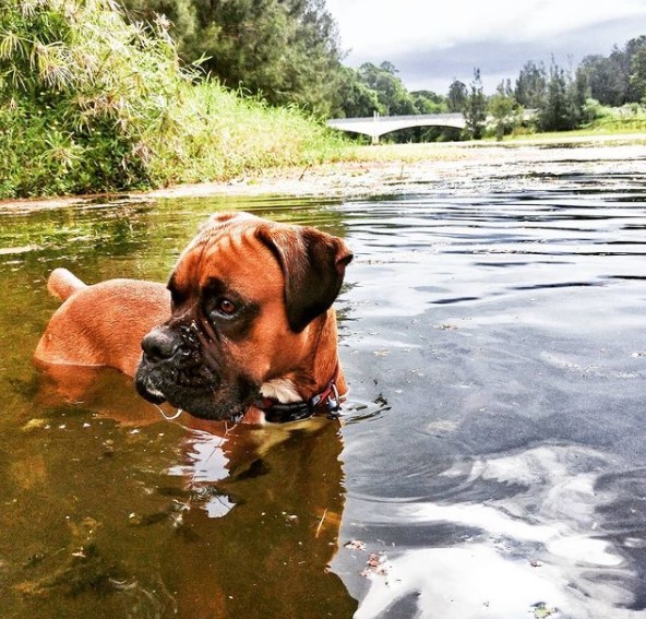 16 Pictures That Prove Boxers Are Perfect Weirdos 10
