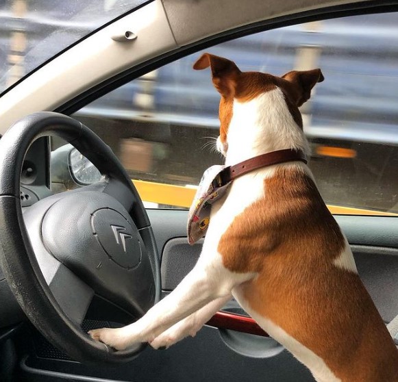 16 Pictures That Prove Jack Russells Are Perfect Weirdos 10