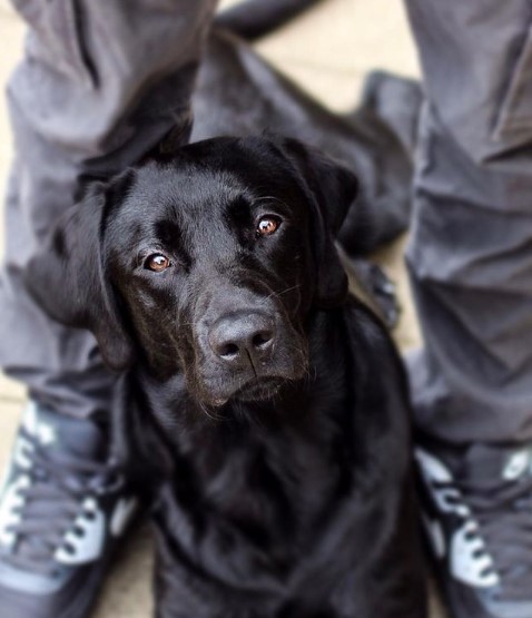 15 Pictures That Prove Labrador Retrievers Are Perfect Weirdos 11