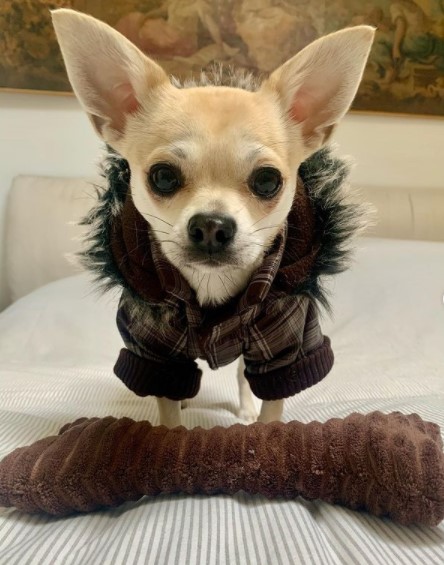 15 Pictures That Prove Chihuahuas Are Perfect Weirdos 10