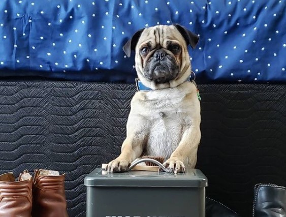 15 Pictures That Prove Pugs Are Perfect Weirdos 9