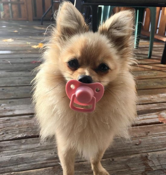 16 Pictures That Prove Pomeranians Are Perfect Weirdos 11 16 Pictures That Prove Pomeranians Are Perfect Weirdos 11