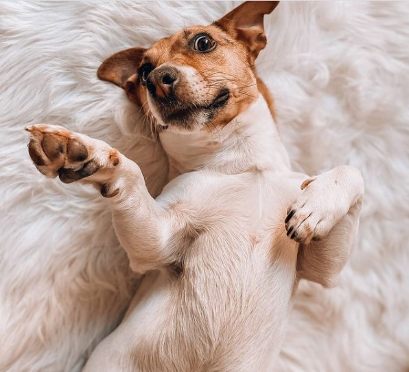 16 Pictures That Prove Jack Russells Are Perfect Weirdos 11